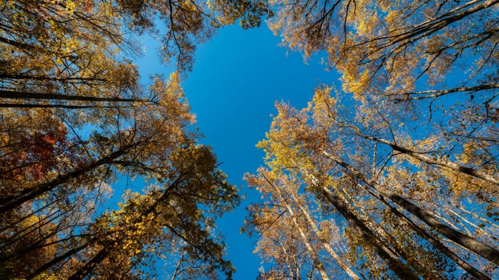 Comment les Youtubeurs Camerounais collaborent avec les publicitaires Congo en 2025