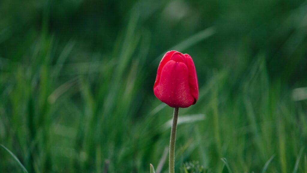 How Cameroon TikTok bloggers can collaborate with Portugal advertisers in 2025