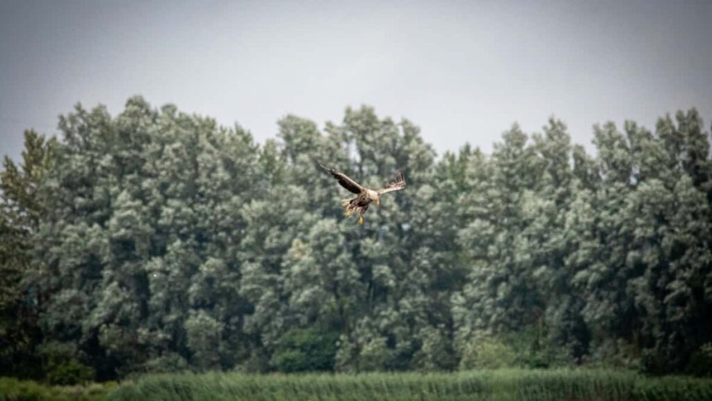 2025 Portugal Pinterest AllCategory Advertising Rate Card pour Cameroon