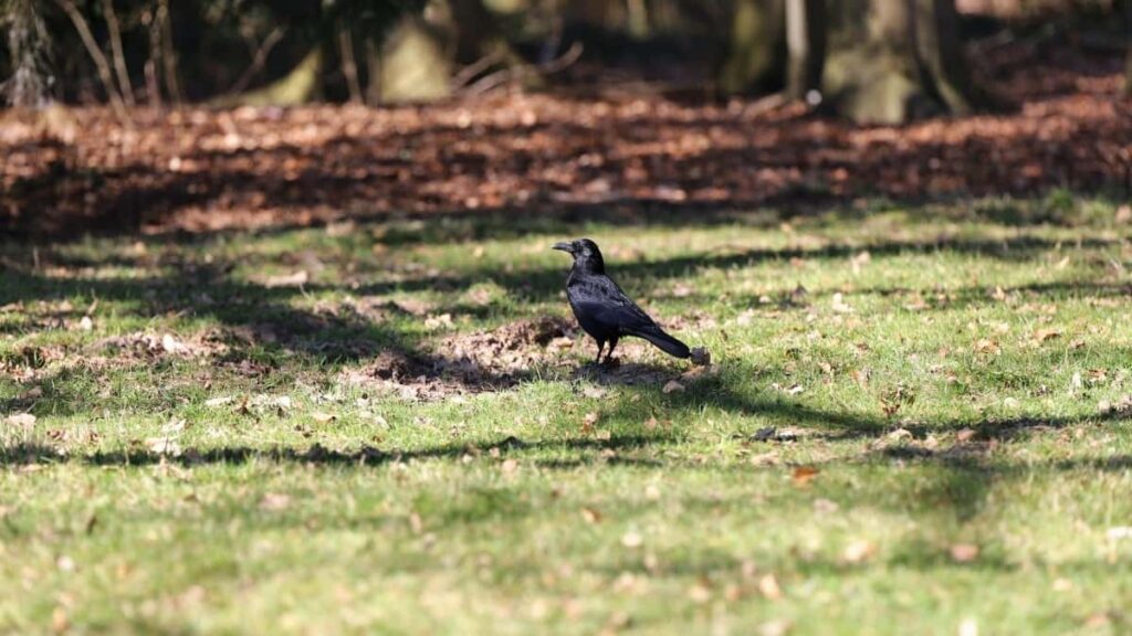 2025 Belgium Instagram All Category Advertising Rate Card pour Cameroon