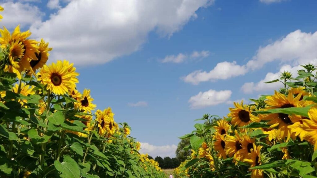 2025 United Kingdom Instagram AllCategory Advertising Rate Card pour Cameroon