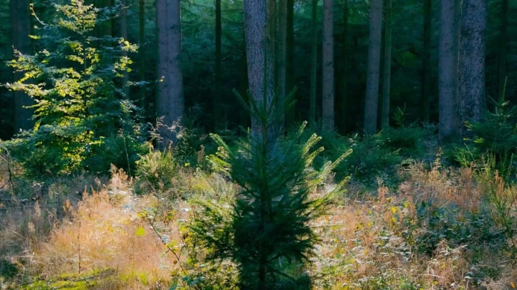 2025 Saudi Arabia YouTube All-Category Advertising Rate Card pour Cameroon