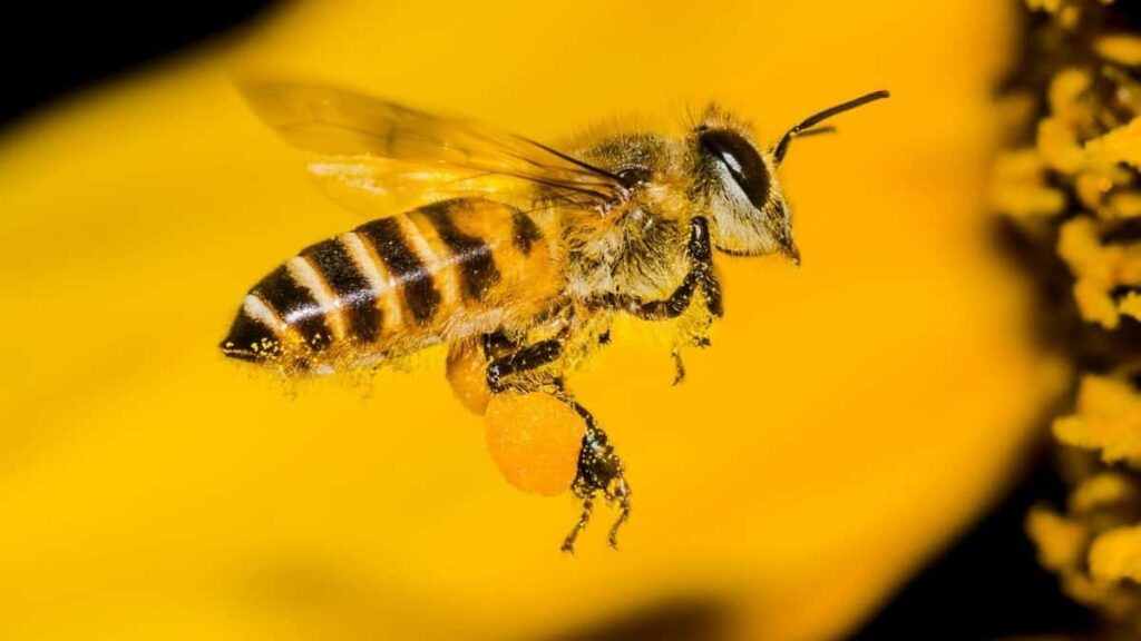 2025 Indonesia Facebook AllCategory Advertising Rate Card pour Cameroon