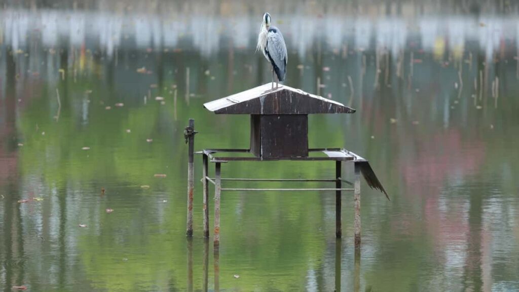 2025 Algeria WhatsApp tarifs pub pour marché Cameroon