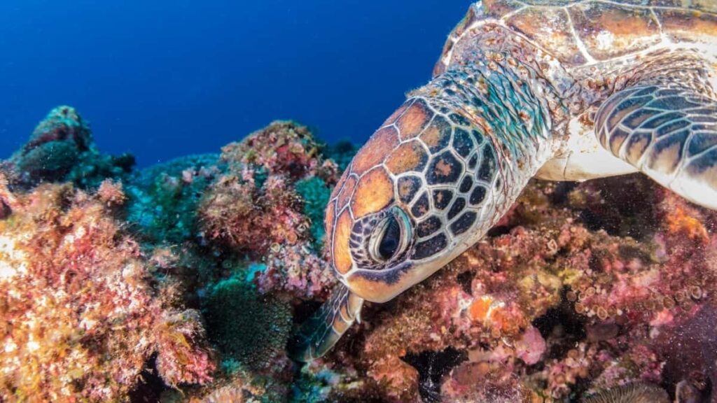 2025 Portugal Snapchat Tarifs Publicitaires Tout Catégorie