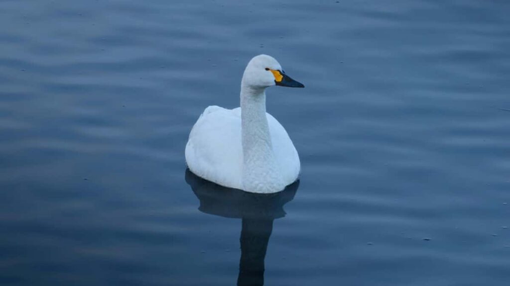 2025 United Kingdom Facebook Advertising Rate Card pour Cameroon