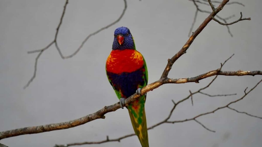 2025 Morocco Telegram Tarifs Publicitaires Complet pour Cameroon