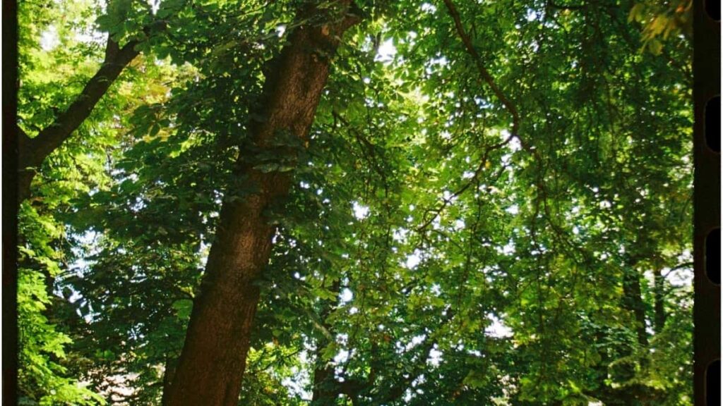 2025 Japan Telegram Tarifs Publicitaires pour Marché Cameroon