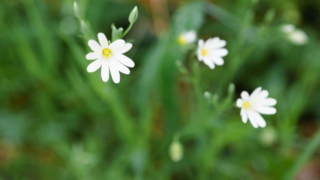 2025 Algeria YouTube AllCategory Advertising Rate Card pour Cameroon