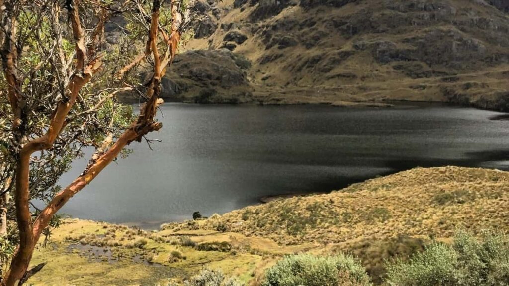 Tarifs Publicitaires Twitter Japon 2025 Pour Marché Camerounais