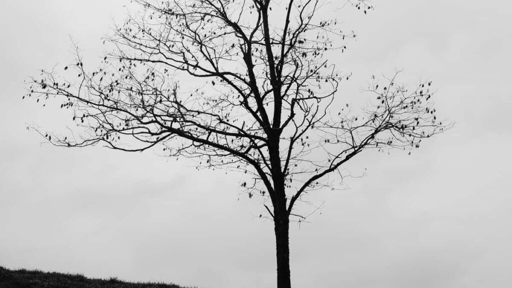 2025 Saudi Arabia Snapchat publicité tarifs pour Cameroon