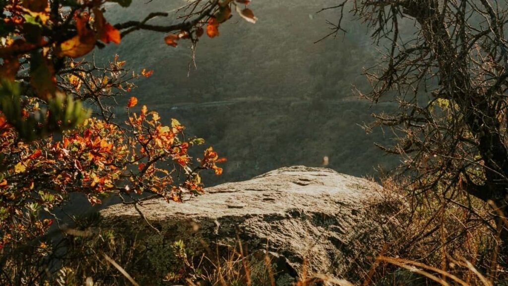 2025 Sweden Telegram tarifs publicitaires pour Cameroon