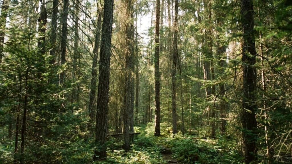 2025 Japan Twitter Tarifs Publicitaires Tous Catégories