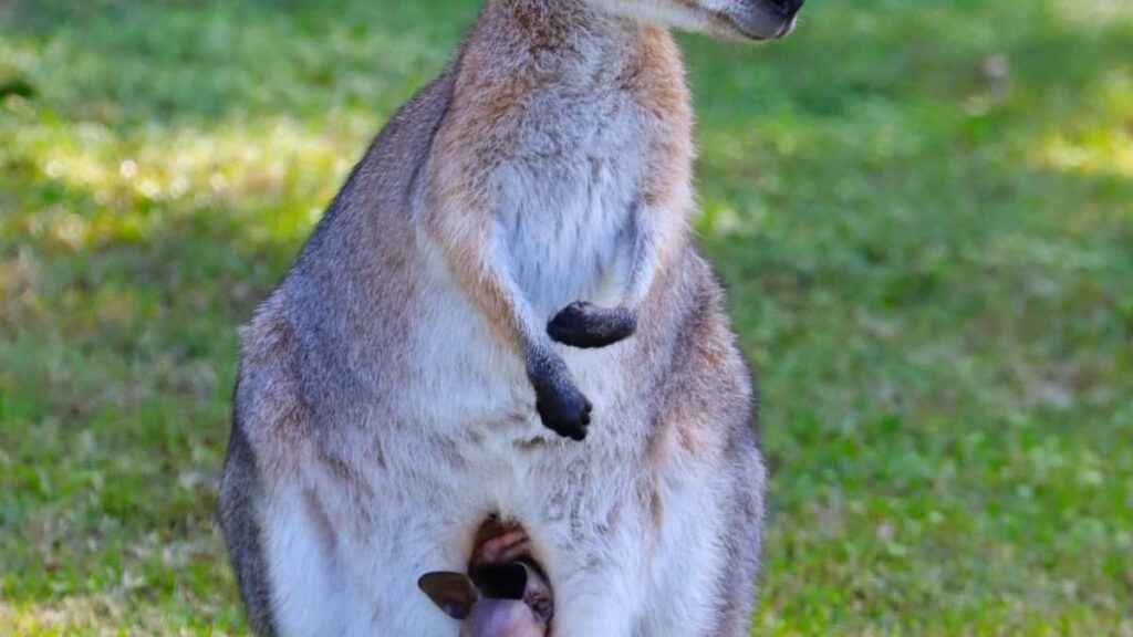 2025 Nigeria TikTok Tous Catégories Tarifs Publicitaires