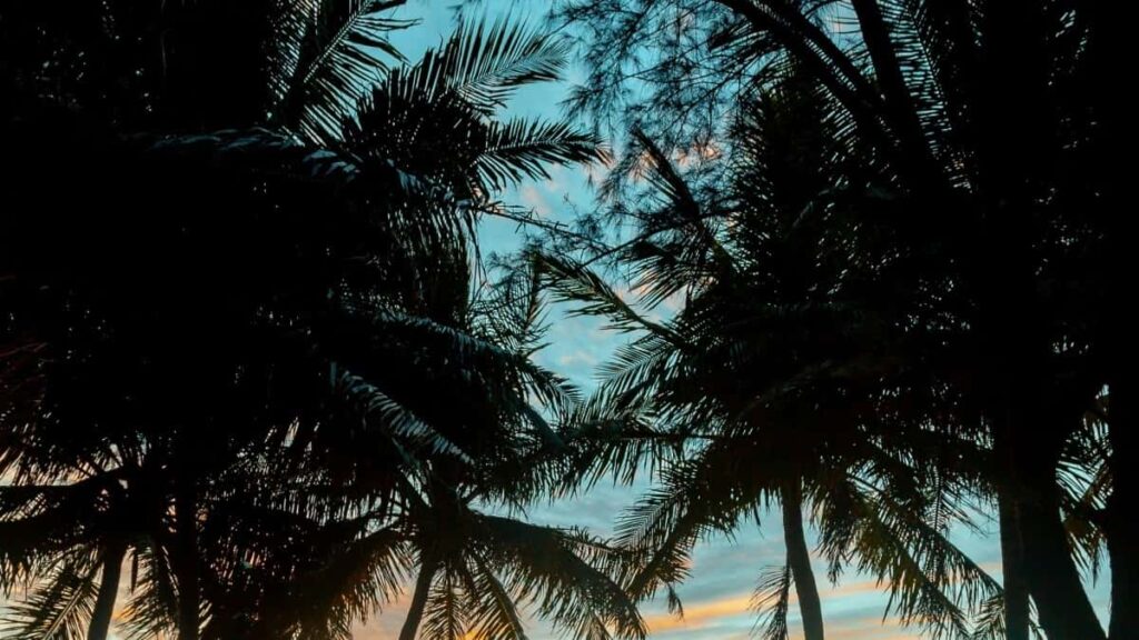 Tarif Publicitaire TikTok Japon 2025 pour Marché Camerounais