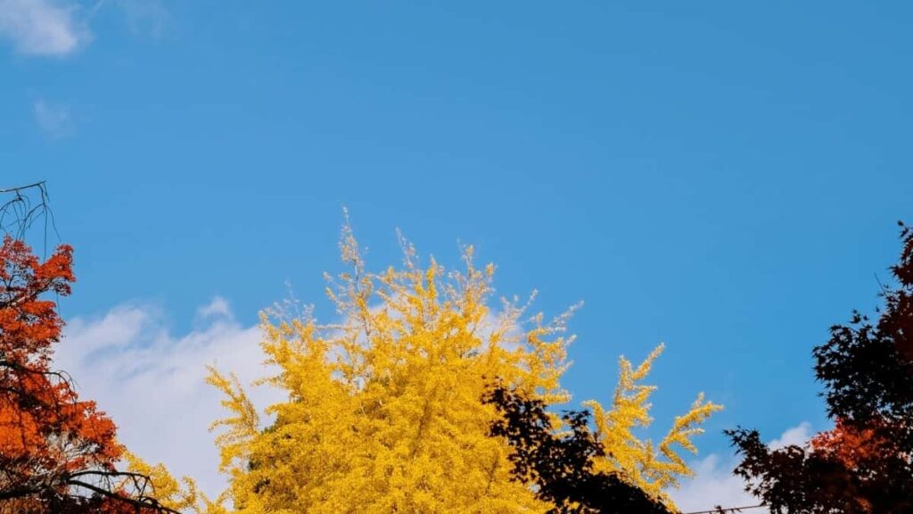 2025 Brazil Pinterest Tarifs Publicitaires Tous Catégories