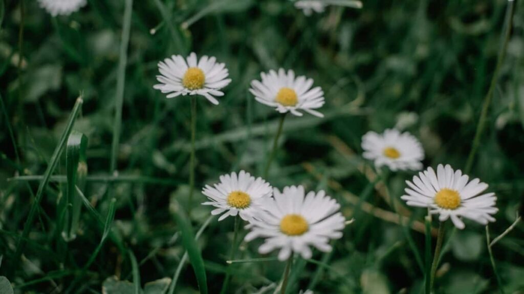 2025 United Kingdom Snapchat Tarifs Publicitaires Tous Catégories