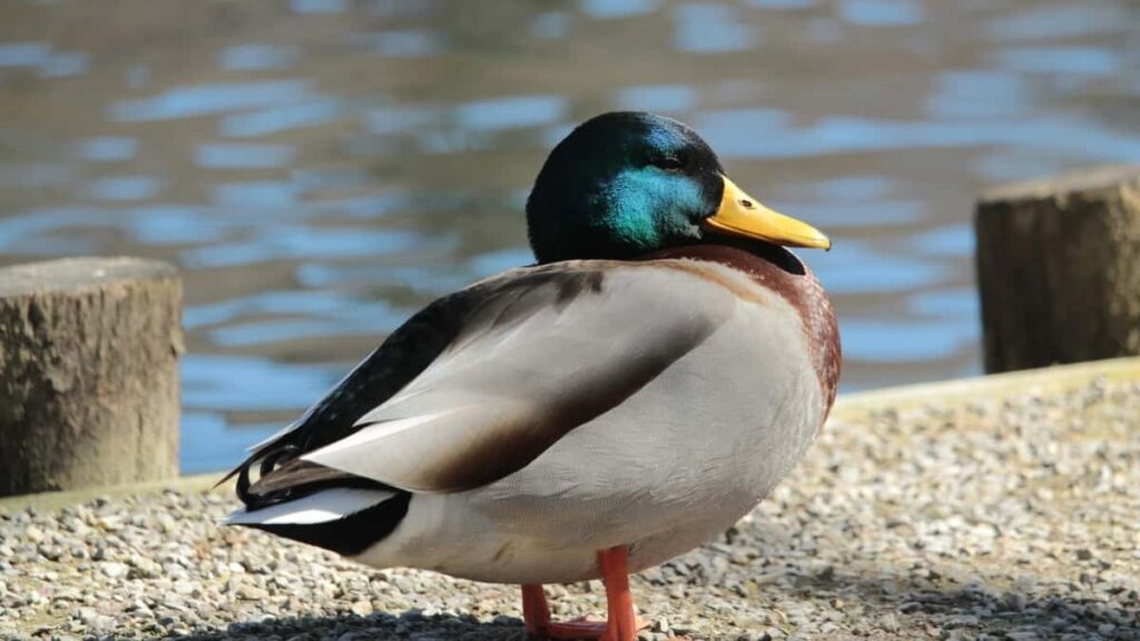 Tarifs Publicitaires Instagram Émirats Arabes Unis 2025 Cameroun