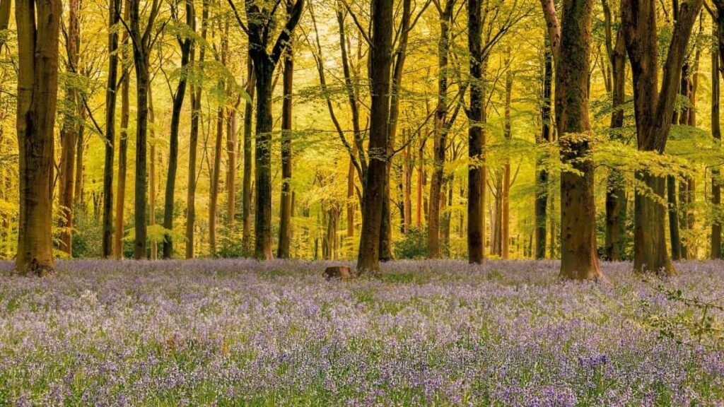 Tarifs Publicitaires Snapchat Belgique 2025 pour Camerounais