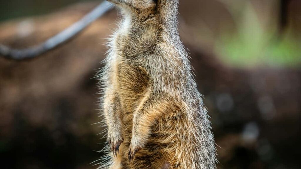 Tarifs Publicitaires Facebook France 2025 pour Marché Camerounais