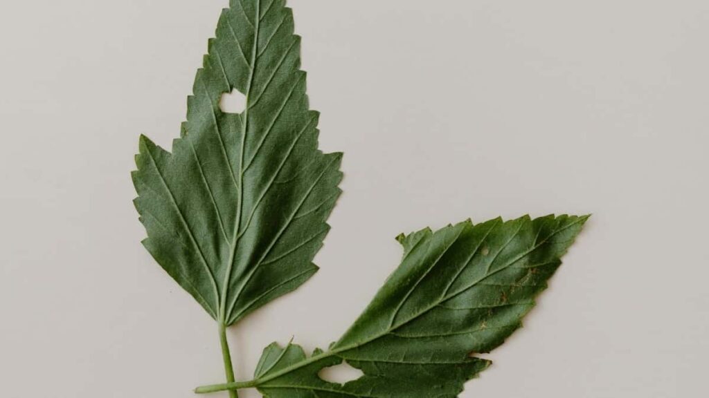 2025 United Kingdom Snapchat AllCategory Advertising Rate Card