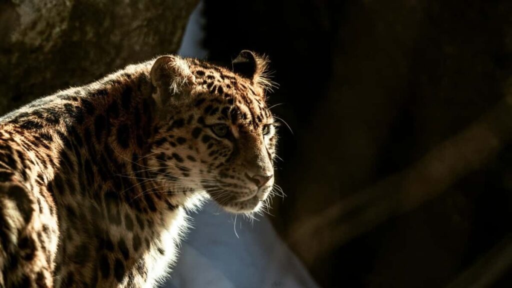 2025 Portugal TikTok Tarif Publicitaire Toutes Catégories