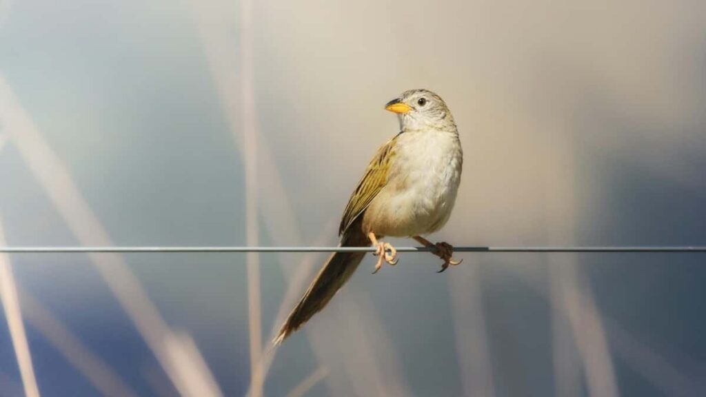 Tarif Publicitaire Twitter Maroc 2025 Guide Complet Pour Cameroon