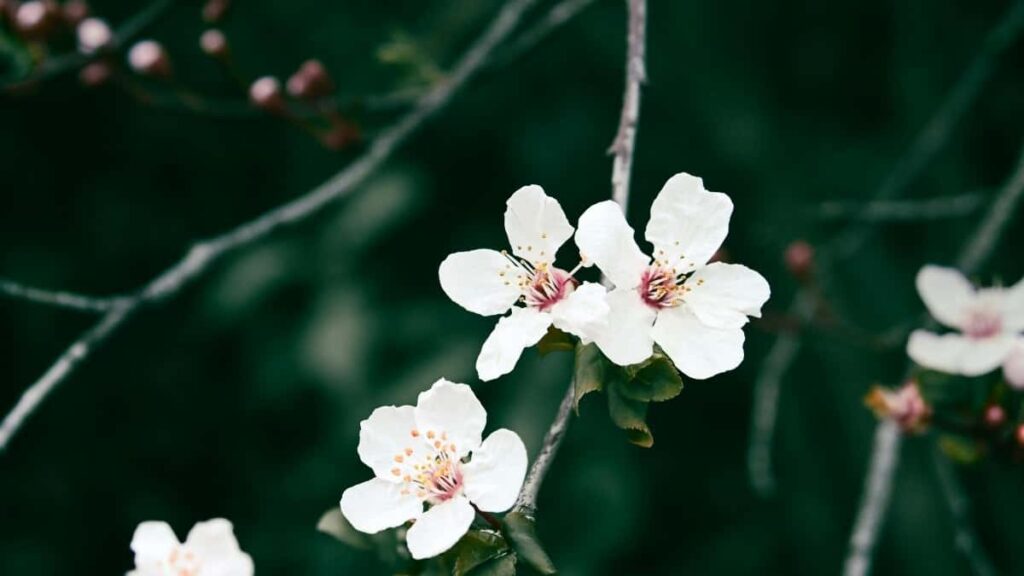 2025 Indonésie Snapchat Tarifs Publicitaires Tous Catégories