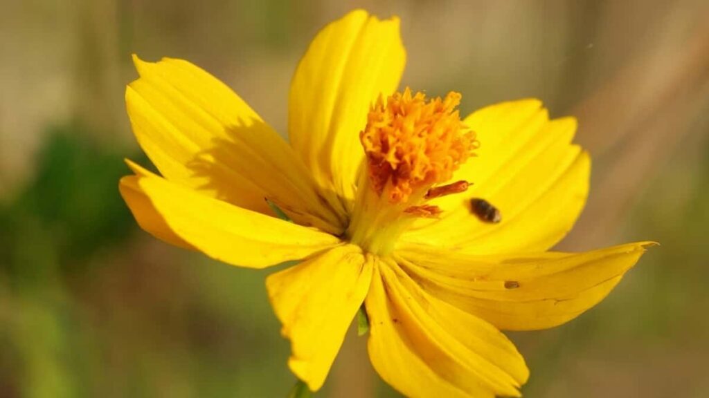 2025 Tarifs Publicitaires WhatsApp Indonésie pour Cameroun