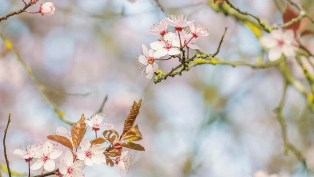 Tarif publicitaire Twitter Inde 2025 pour annonceurs Camerounais