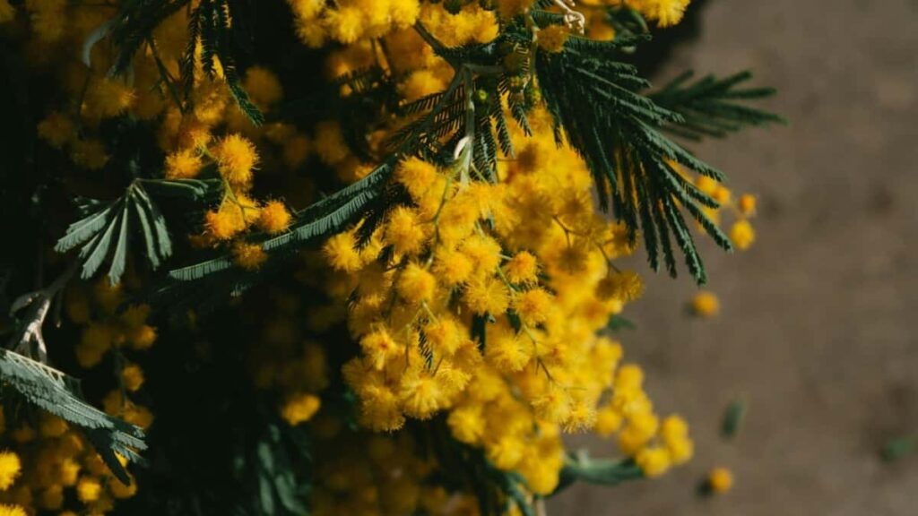 Tarifs Publicitaires Instagram Pays Bas 2025 Analyse Complète Cameroun