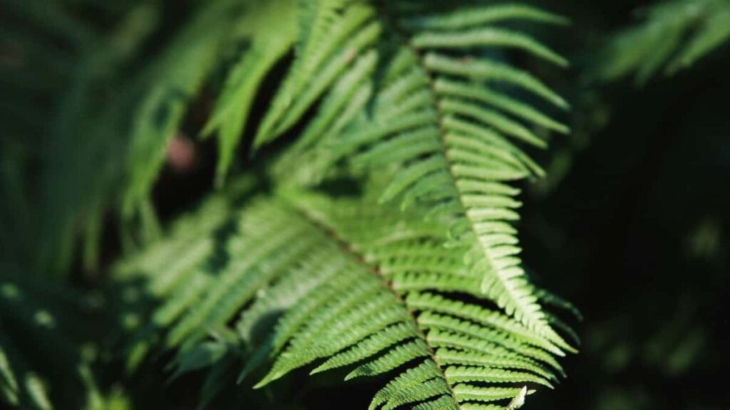 2025 Portugal YouTube Tarifs Publicitaires Pour Cameroon