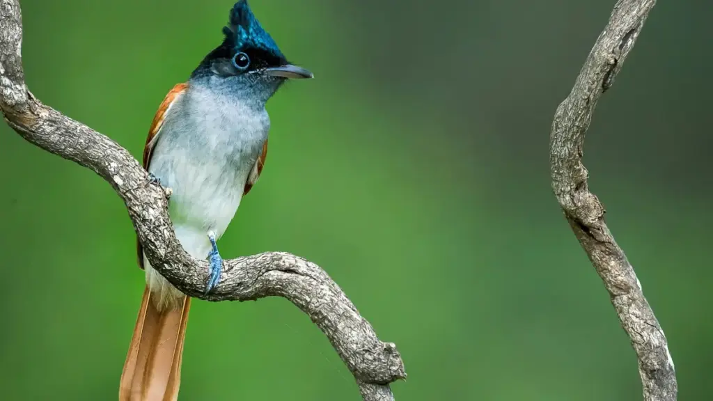 Découvrez comment les créateurs au Cameroun partagent leurs expériences personnelles sur Line et Oman, avec des insights locaux.