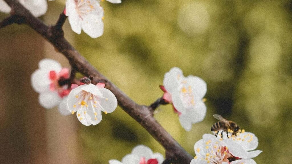 Découvrez comment les créateurs au Cameroun tirent profit des négociations de licences WhatsApp à Bahreïn pour booster leurs contenus.