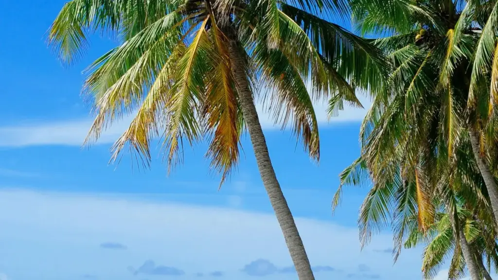 Guide pratique pour annonceurs camerounais cherchant à collaborer avec créateurs sud-africains sur Xiaohongshu pour booster leurs campagnes esports.