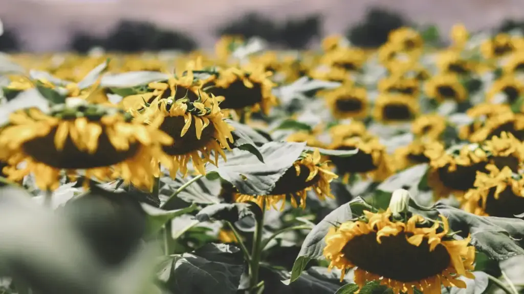 Guide pratique pour annonceurs au Cameroun: comment identifier et engager des créateurs SoundCloud arméniens pour du UGC qui booste l’équipement de voyage.