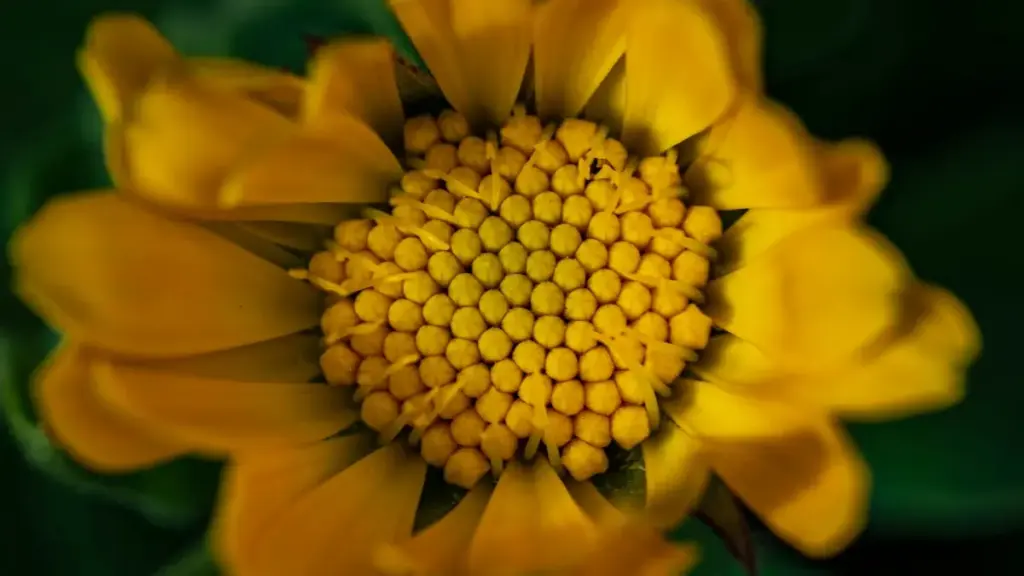 "Guide pratique pour annonceurs au Cameroun: comment repérer et collaborer avec des créateurs Lazada en Hongrie afin d'augmenter la portée de marques lifestyle saines."