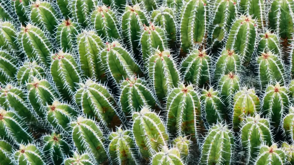 Découvrez comment les annonceurs au Cameroun peuvent connecter avec des créateurs Egyptiens sur KakaoTalk pour booster vos campagnes marketing communes.