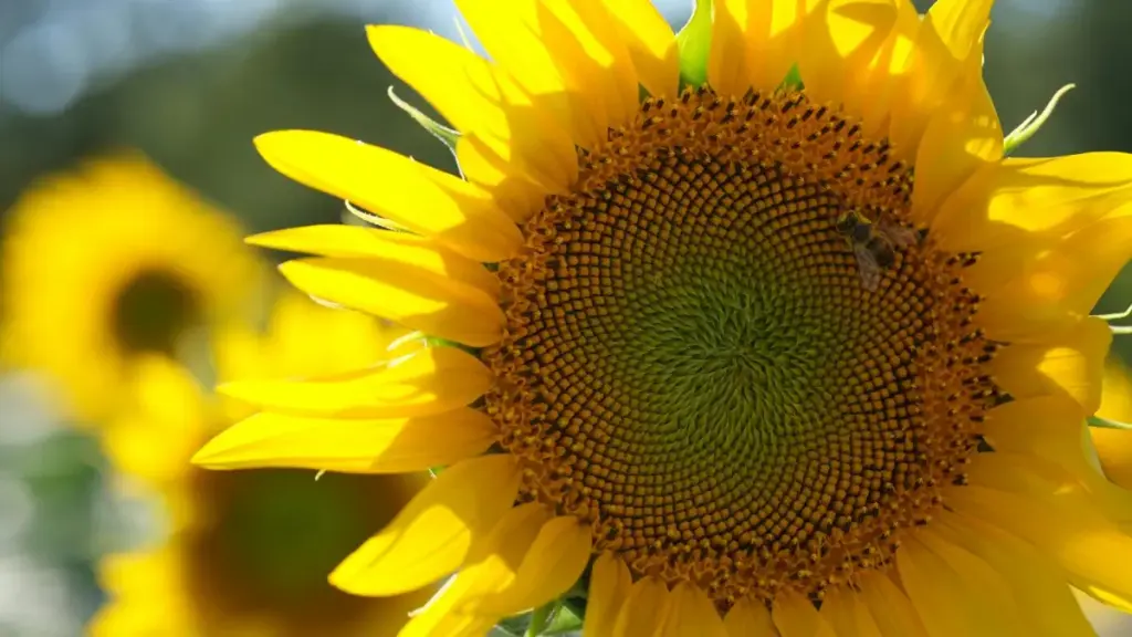 Guide pratique pour créateurs camerounais qui veulent approcher des marques égyptiennes via Zalo pour streamer du contenu gaming sponsorisé — tactiques, pièges, et modèles à suivre.