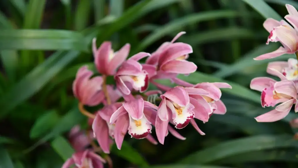 Guide pratique pour créateurs au Cameroun désirant contacter des marques hongroises via Zalo et mettre en avant leurs must-have—outreach, pitch, logistique et risques.