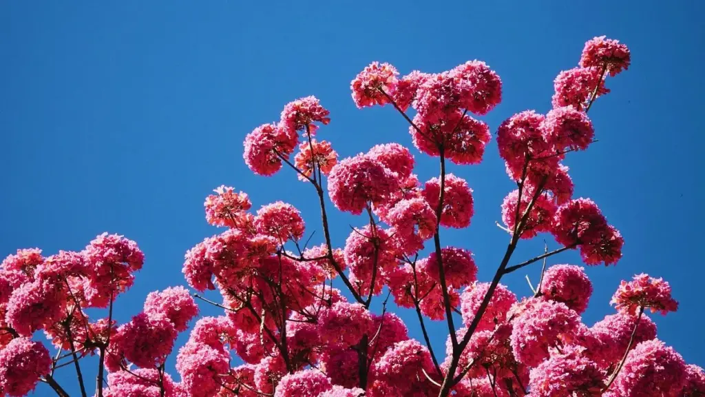 Guide pratique pour créateurs au Cameroun : comment contacter et convaincre les marques nigérianes sur Roposo avec outils sponsorisés.