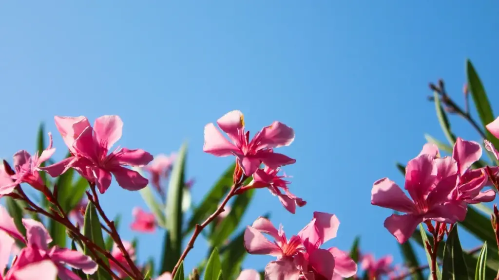 "Guide pratique pour marques au Cameroun : évaluer si Viber (entité liée à Chypre) convient pour vos campagnes, reach local, risques et alternatives."