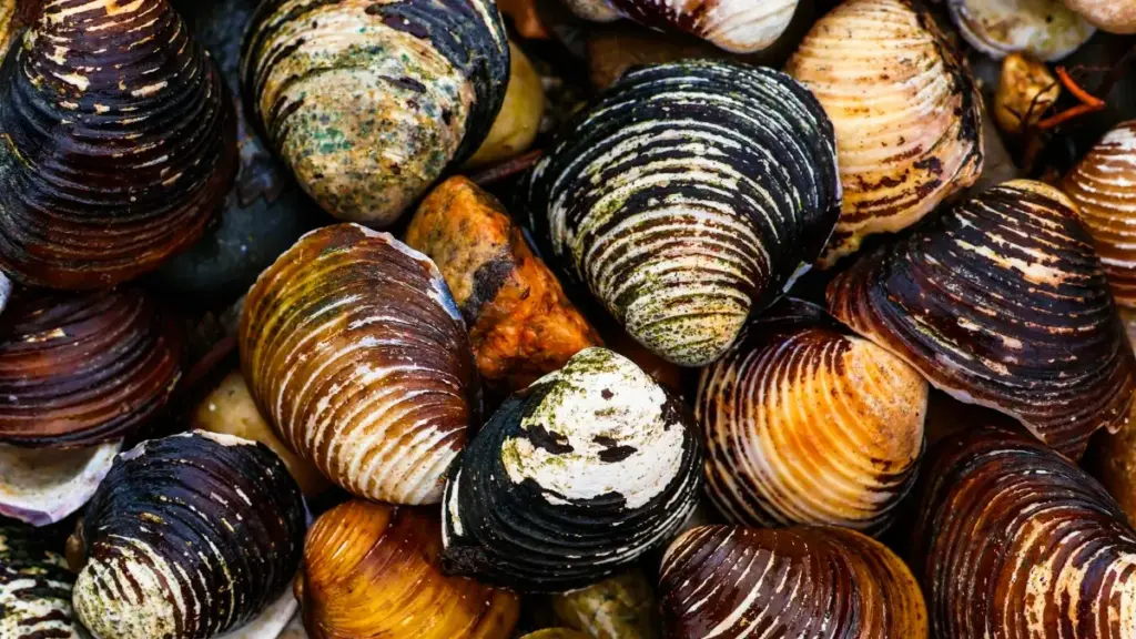 Guide pratique pour créateurs au Cameroun voulant contacter et collaborer avec des marques bulgares sur YouTube afin de promouvoir produits incontournables.