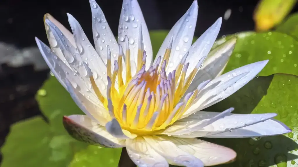 Guide pratique pour annonceurs au Cameroun qui veulent recruter créateurs Discord en Croatie pour campagnes d'affiliation via influenceurs.