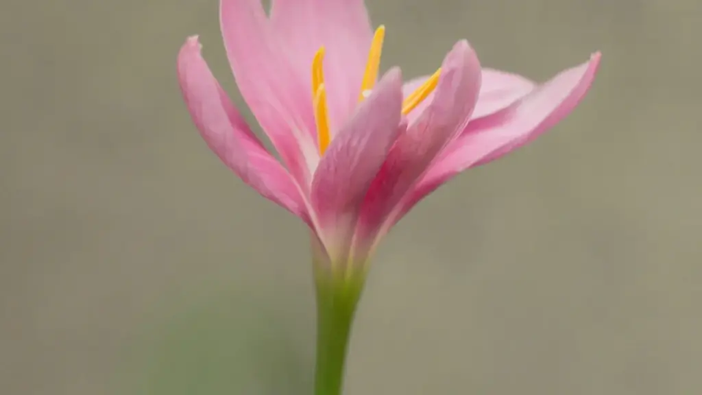 Guide pratique pour les annonceurs au Cameroun: comment identifier et collaborer avec des créateurs Apple Music en Nouvelle-Zélande pour attirer des utilisateurs vers des apps fitness.