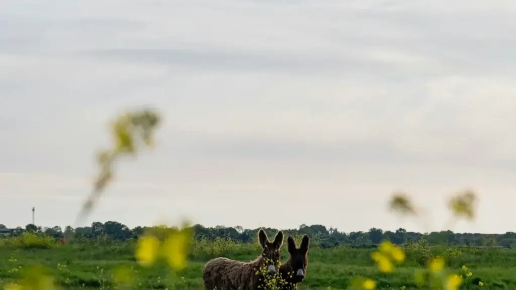 Guide pratique pour annonceurs au Cameroun: comment repérer, valider et engager des créateurs serbes pour élargir votre réseau d'influence.
