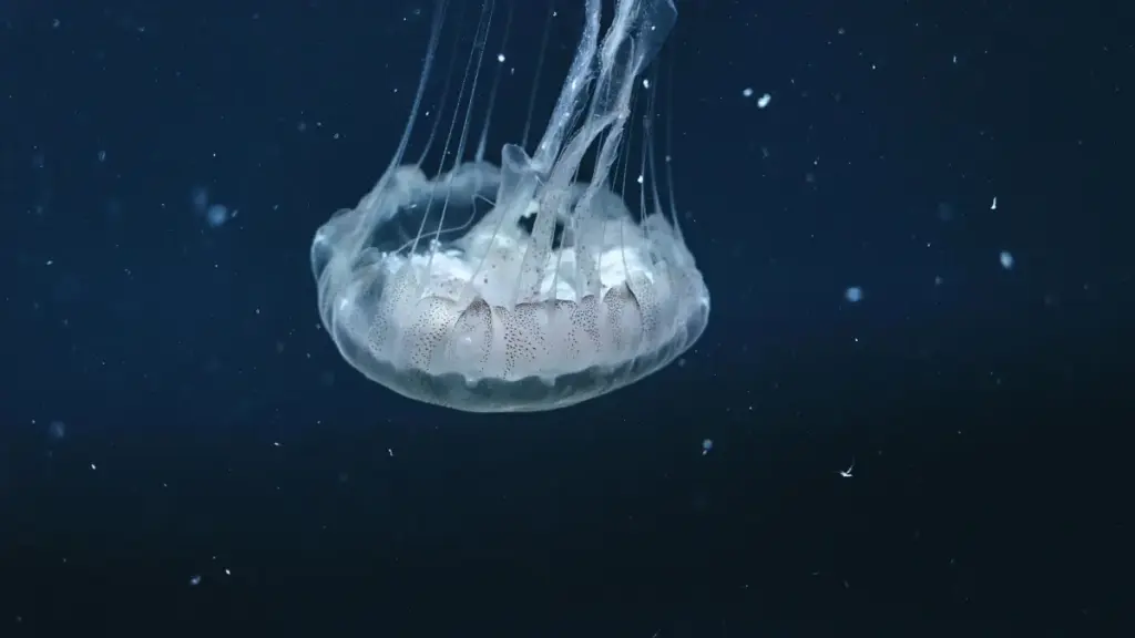 Guide pratique pour créateurs au Cameroun qui veulent contacter des marques libanaises sur TikTok et intégrer des lancements beta exclusifs. Stratégies, scripts, réseaux et outils locaux.