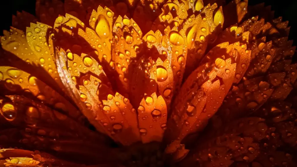 Guide pratique pour créateurs au Cameroun: comment approcher les marques azerbaïdjanaises sur Takatak, bâtir crédibilité et décrocher partenariats premium.