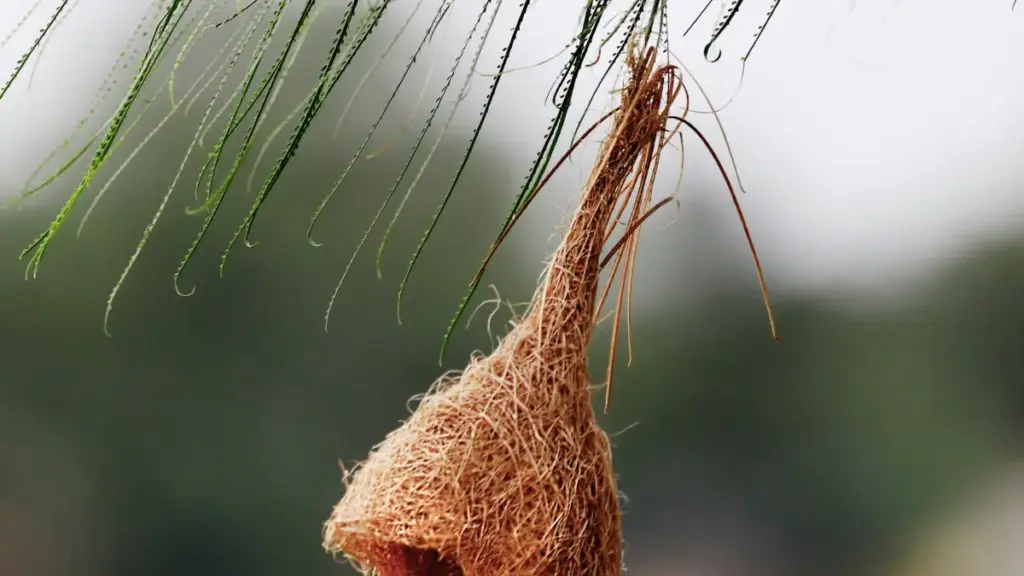 Guide pratique pour créateurs au Cameroun qui veulent joindre des marques cambodgiennes sur Line et décrocher des reviews de produits tendances.