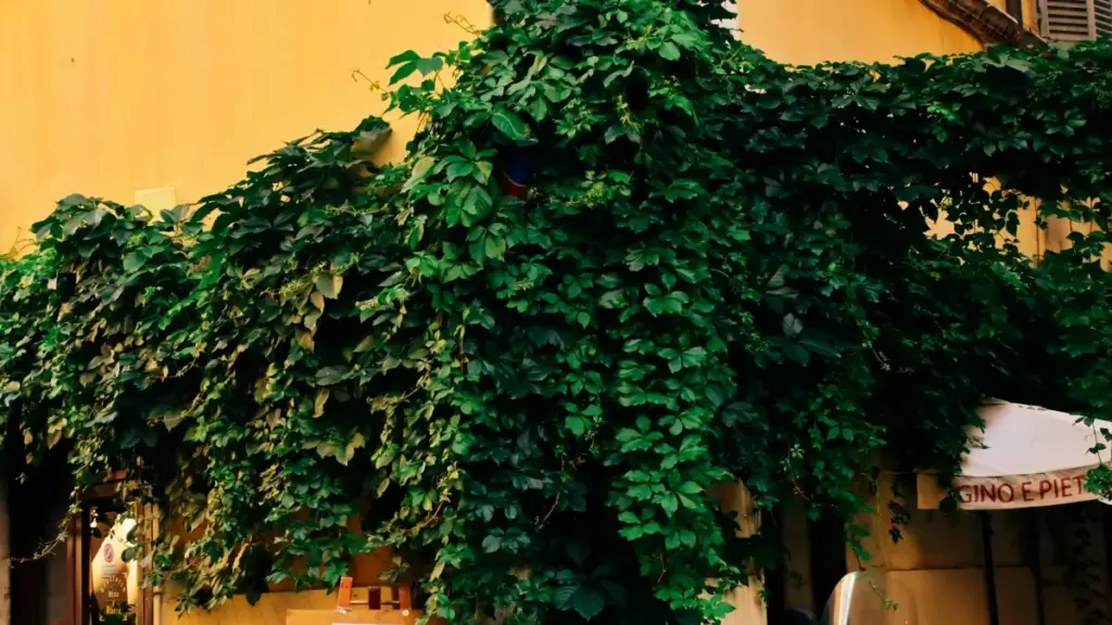 Guide pratique pour créateurs au Cameroun: comment contacter marques hongroises sur vkontakte, créer hype et sécuriser collaborations pour lancements produits.